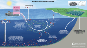 Microalgae Cultivation and Carbon Sequestration Illustration