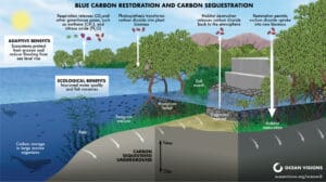 Blue Carbon Restoration and Carbon Sequestration Illustration